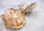 Orange White Spiny Oyster Seashell Pair Spondylus Barbatus (1 shell pair approx. 2.25+ inches) B GRADE Great shells for décor & collections! Copyright 2025 SeaShellSupply.com.