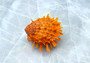 Orange Spiny Oyster Seashell Pair Spondylus Barbatus (1 pair=2 halves approx. 2 inches)