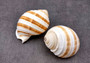 Striped Tun Seashell (3 inches) - Tonna Sulcosa. Two stripped brown and white shells showing the front and back angles. Copyright 2024 SeaShellSupply.com .