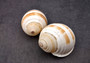 Striped Tun Seashell (3 inches) - Tonna Sulcosa. Two stripped brown and white shells showing the front and back angles. Copyright 2024 SeaShellSupply.com .