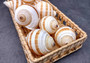 Striped Tun Seashell (3 inches) - Tonna Sulcosa. Two stripped brown and white shells showing the front and back angles. Copyright 2024 SeaShellSupply.com .