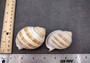 Striped Tun Seashell (3 inches) - Tonna Sulcosa. Two stripped brown and white shells showing the front and back angles. Copyright 2024 SeaShellSupply.com .