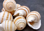 Striped Tun Seashell (3 inches) - Tonna Sulcosa. Two stripped brown and white shells showing the front and back angles. Copyright 2024 SeaShellSupply.com .