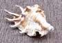 Spider Conch Seashell (4-5 inches) - Lambis Lambis (JS-033). White shell with spikes and some brown spots. Copyright 2024 SeaShellSupply.com.
