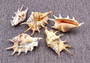Spider Conch Seashell (4-5 inches) - Lambis Lambis (JS-033). White shell with spikes and some brown spots. Copyright 2024 SeaShellSupply.com.