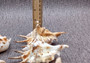 Spider Conch Seashell (4-5 inches) - Lambis Lambis (JS-033). White shell with spikes and some brown spots. Copyright 2024 SeaShellSupply.com.