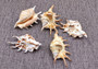 Spider Conch Seashell (4-5 inches) - Lambis Lambis (JS-033). White shell with spikes and some brown spots. Copyright 2024 SeaShellSupply.com.