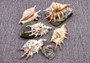 Spider Conch Seashell (4-5 inches) - Lambis Lambis (JS-033). White shell with spikes and some brown spots. Copyright 2024 SeaShellSupply.com.