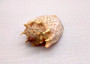 Imperial Volute Seashell - Voluta Imperialis - (1 shell approx. 5-6 inches) Tan shaded wrapped shell. Copyright 2025 SeaShellSupply.com.