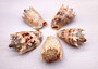 Imperial Volute Seashell - Voluta Imperialis - (1 shell approx. 5-6 inches) Tan shaded wrapped shell. Copyright 2025 SeaShellSupply.com.
