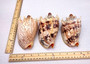 Imperial Volute Seashell - Voluta Imperialis - (1 shell approx. 5-6 inches) Tan shaded wrapped shell. Copyright 2025 SeaShellSupply.com.
