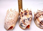 Imperial Volute Seashell - Voluta Imperialis - (1 shell approx. 5-6 inches) Tan shaded wrapped shell. Copyright 2025 SeaShellSupply.com.