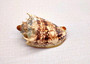 Imperial Volute Seashell - Voluta Imperialis - (1 shell approx. 5-6 inches) Tan shaded wrapped shell. Copyright 2025 SeaShellSupply.com.
