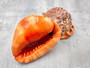 Bullmouth Helmet Seashell (5-6 inches) - Cassis Rufa. A rust colored shell with a white contrasting design. Copyright 2025 SeaShellSupply.com.