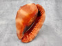 Bullmouth Helmet Seashell (5-6 inches) - Cassis Rufa. A rust colored shell with a white contrasting design. Copyright 2025 SeaShellSupply.com.