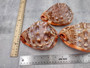 Bullmouth Helmet Seashell (5-6 inches) - Cassis Rufa. A rust colored shell with a white contrasting design. Copyright 2025 SeaShellSupply.com.