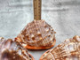 Bullmouth Helmet Seashell (5-6 inches) - Cassis Rufa. A rust colored shell with a white contrasting design. Copyright 2025 SeaShellSupply.com.