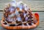 Bullmouth Helmet Seashell (5-6 inches) - Cassis Rufa. A rust colored shell with a white contrasting design. Copyright 2022 SeaShellSupply.com.