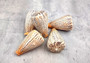 Suratan Cone Seashell (3 inch) - Conus Suratensis. Mainly white shells with black spots, one sitting to show the design and one to show the opening. Copyright 2024 SeaShellSupply.com.