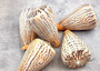 Suratan Cone Seashell (3 inch) - Conus Suratensis. Mainly white shells with black spots, one sitting to show the design and one to show the opening. Copyright 2024 SeaShellSupply.com.