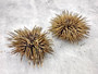Sea Urchin w/Spines - Echinometra Mathaei - (2 urchins approx. 2.5-3.5 inches). One colored piked Sea Urchin. Copyright 2025 SeaShellSupply.com.