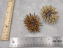 Sea Urchin w/Spines - Echinometra Mathaei - (2 urchins approx. 2.5-3.5 inches). One colored piked Sea Urchin. Copyright 2025 SeaShellSupply.com.