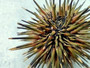 Sea Urchin w/Spines - Echinometra Mathaei - (2 urchins approx. 2.5-3.5 inches). One colored piked Sea Urchin. Copyright 2025 SeaShellSupply.com.