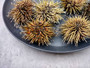 Sea Urchin w/Spines - Echinometra Mathaei - (2 urchins approx. 2.5-3.5 inches). One colored piked Sea Urchin. Copyright 2025 SeaShellSupply.com.
