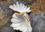 Bear Paw Clam Seashell (4-5 inches) - Hippopus Hippopus. One colored clam shell with ridges. Copyright 2022 SeaShellSupply.com.