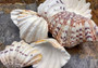 Bear Paw Clam Seashell (4-5 inches) - Hippopus Hippopus. One colored clam shell with ridges. Copyright 2022 SeaShellSupply.com.