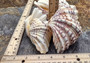 Bear Paw Clam Seashell (4-5 inches) - Hippopus Hippopus. One colored clam shell with ridges. Copyright 2022 SeaShellSupply.com.