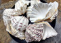Bear Paw Clam Seashell (4-5 inches) - Hippopus Hippopus. One colored clam shell with ridges. Copyright 2022 SeaShellSupply.com.