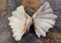 Bear Paw Clam Seashell Pair Hippopus Hippopus (1 shell pair approx. 4+ inches) Beautiful Bear Paw Clam shell for display decor & collecting!