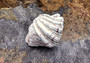 Bear Paw Clam Seashell Pair Hippopus Hippopus (1 shell pair approx. 4+ inches) Beautiful Bear Paw Clam shell for display decor & collecting!