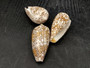 Cloth of Gold Cone Seashell - Conus Textile - (1 shell approx. 2.5-3 inches). One white, brown, and orange patterned beautiful shell with almost a mountain like pattern. Copyright 2022 SeaShellSupply.com.