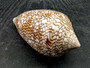 Cloth of Gold Cone Seashell - Conus Textile - (1 shell approx. 2.5-3 inches). One white, brown, and orange patterned beautiful shell with almost a mountain like pattern. Copyright 2022 SeaShellSupply.com.