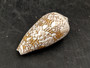 Cloth of Gold Cone Seashell Conus Textile (1 shell approx. 2.25+ - 3 inches) Cone shells great for décor and any collection or display!