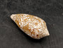 Cloth of Gold Cone Seashell Conus Textile (1 shell approx. 2.25+ - 3 inches) Cone shells great for décor and any collection or display!