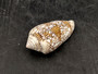 Cloth of Gold Cone Seashell Conus Textile (1 shell approx. 2.25+ - 3 inches) Cone shells great for décor and any collection or display!