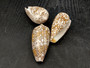 Cloth of Gold Cone Seashell Conus Textile (1 shell approx. 2.25+ - 3 inches) Cone shells great for décor and any collection or display!