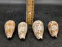 Cloth of Gold Cone Seashell Conus Textile (1 shell approx. 2.25+ - 3 inches) Cone shells great for décor and any collection or display!