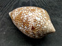 Cloth of Gold Cone Seashell Conus Textile (1 shell approx. 2.25+ - 3 inches) Cone shells great for décor and any collection or display!