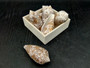 Cloth of Gold Cone Seashell Conus Textile (1 shell approx. 2.25+ - 3 inches) Cone shells great for décor and any collection or display!
