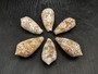 Cloth of Gold Cone Seashell Conus Textile (1 shell approx. 2.25+ - 3 inches) Cone shells great for décor and any collection or display!