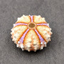 Deep Water Philippine Sea Urchin Seashell (1 urchin approx. 0.5+ inch) Colorful Coelopleurus Mailardii Shell for display & collecting!