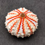 Deep Water Philippine Sea Urchin Seashell (1 urchin approx. 0.5+ inch) Colorful Coelopleurus Mailardii Shell for display & collecting!