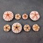 Deep Water Philippine Sea Urchin Seashell (1 urchin approx. 0.5+ inch) Colorful Coelopleurus Mailardii Shell for display & collecting!