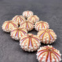Deep Water Philippine Sea Urchin Seashell (1 urchin approx. 0.5+ inch) Colorful Coelopleurus Mailardii Shell for display & collecting!