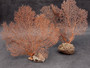 Red-Orange Sea Fan - Echinogorgia SP - (1 fan 7-10 inches). One wide Sea Fan. Copyright 2025 SeaShellSupply.com.