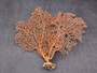 Red-Orange Sea Fan - Echinogorgia SP - (1 fan 7-10 inches). One wide Sea Fan. Copyright 2025 SeaShellSupply.com.